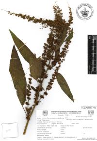 Rumex conglomeratus image